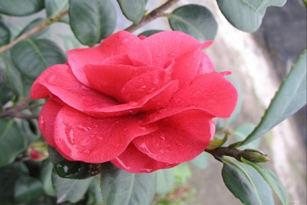 Camellia