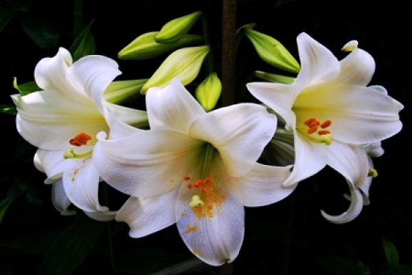 Lily Flower