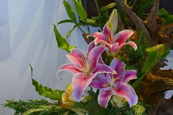 Lily Flower