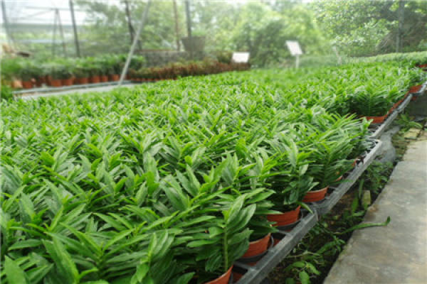 Long Feng Mu