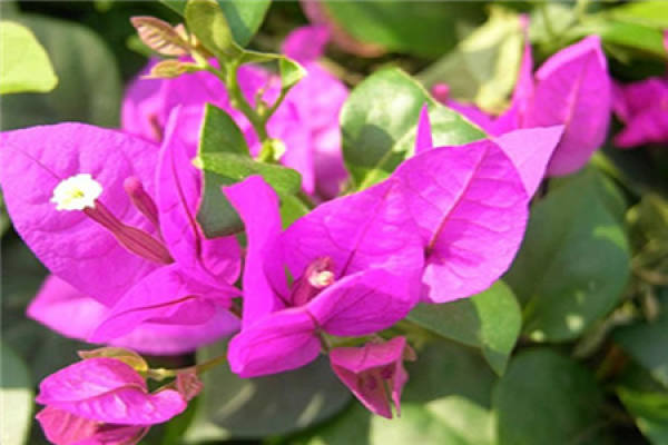 Bougainvillea