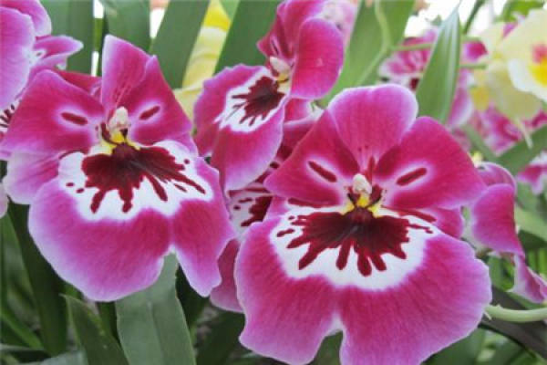 Pansy orchid