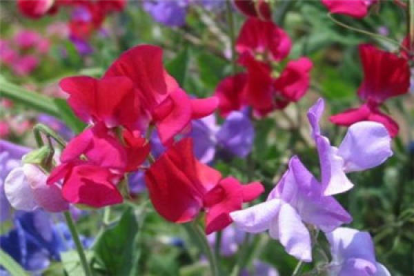 Sweet Pea