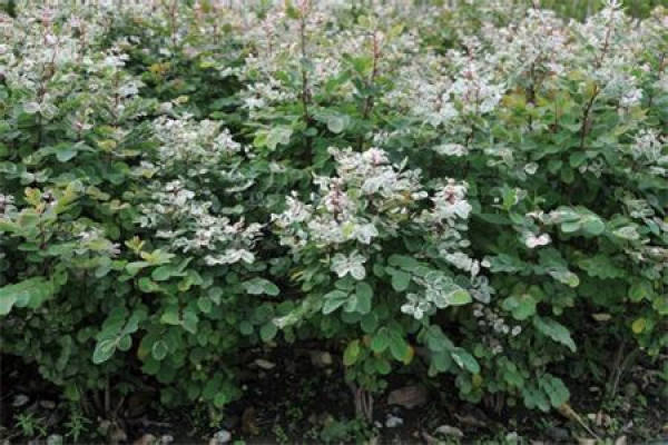 Snow Flower Wood