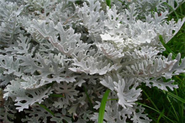 Snow Leaf Chrysanthemum
