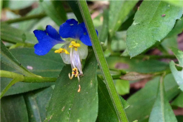 Commelina communis
