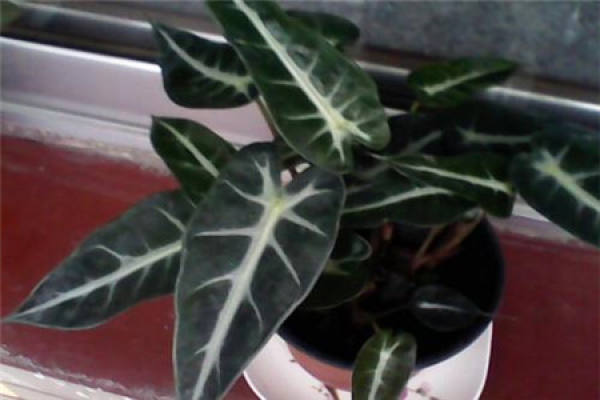 Black Taro