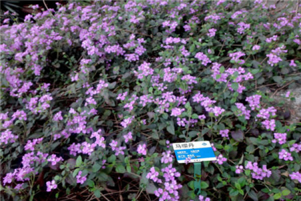 Lantana