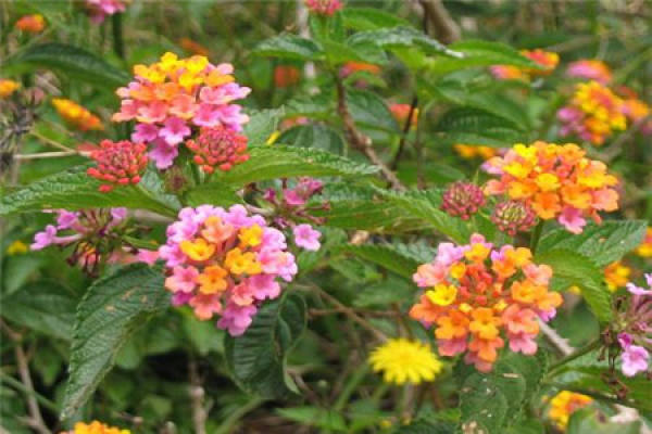 Lantana