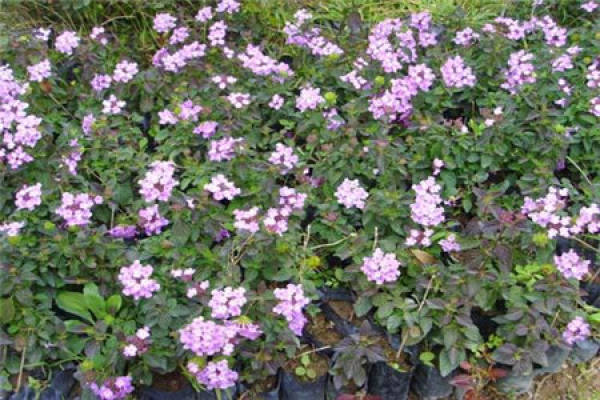 Lantana camara