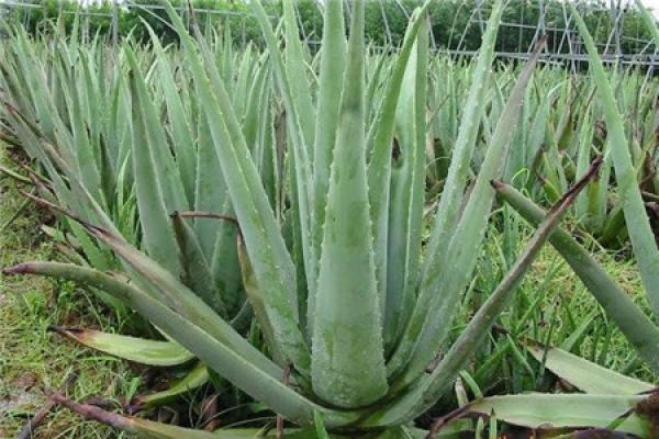 Big Aloe