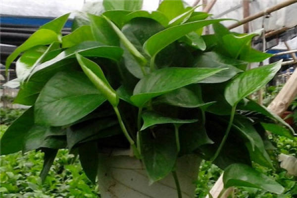 devil vine