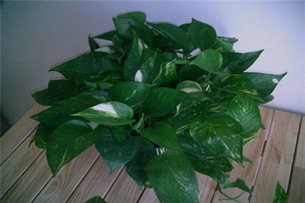 devil vine