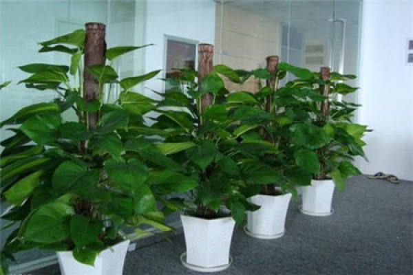 Devil Vine