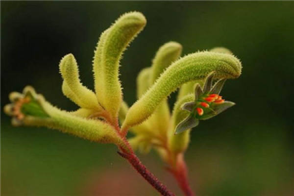 Kangaroo Flower