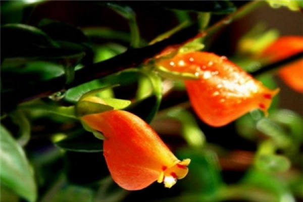 Goldfish Flower