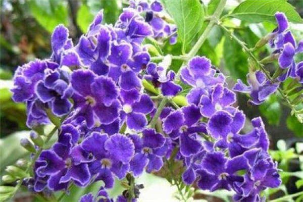 Dew Flower