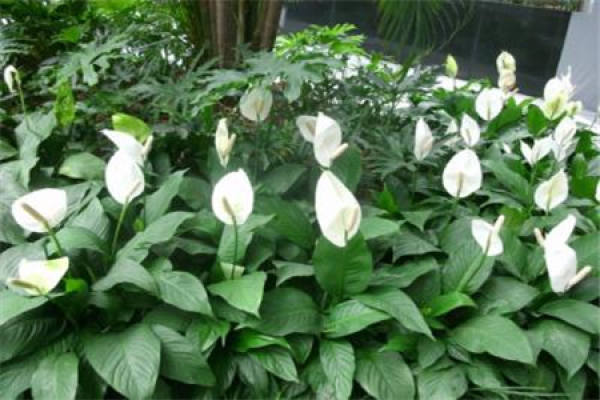 Alocasia argentea Alocasia argentea