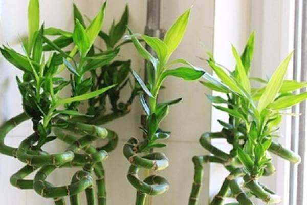 Transfer Bamboo