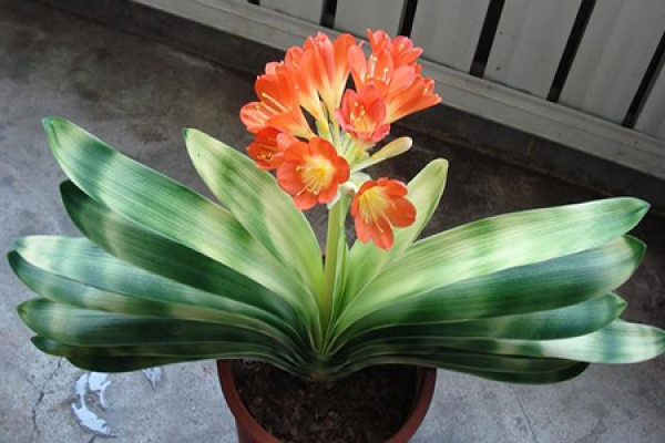 Clivia miniata