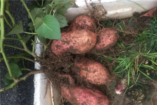 Sweet potato