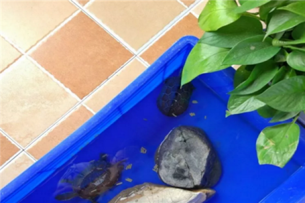 Aquarium water culture green radish