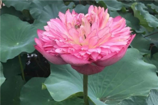 Lotus