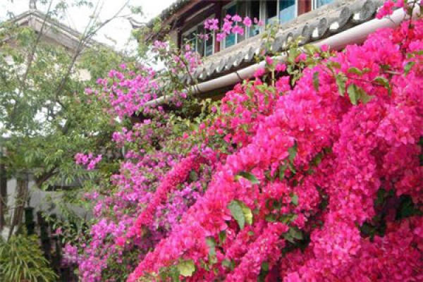Bougainvillea
