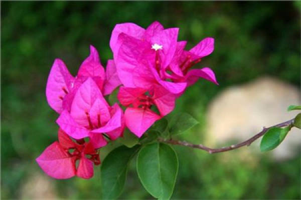 Bougainvillea