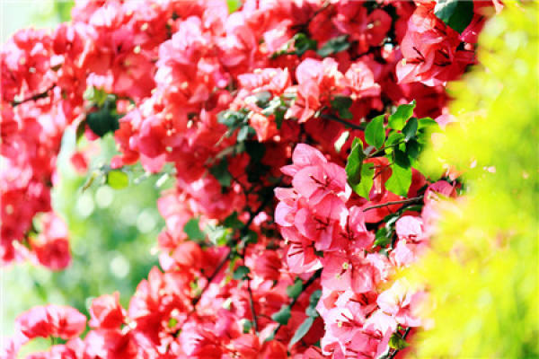 Bougainvillea