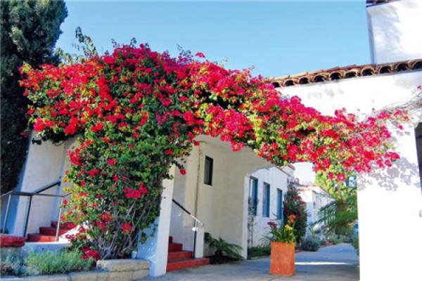 Bougainvillea
