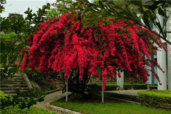 Bougainvillea