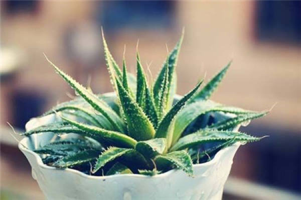 Aloe