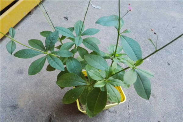 ginseng ginseng