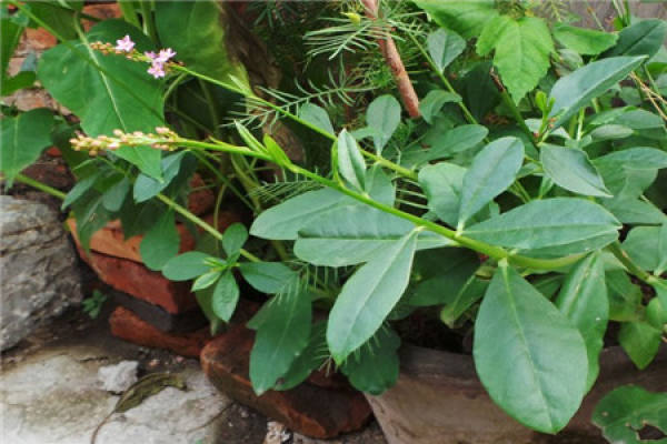 ginseng ginseng
