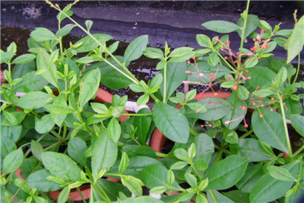 Talinum paniculatum Talinum paniculatum