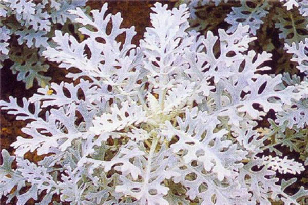 Senecio cineraria