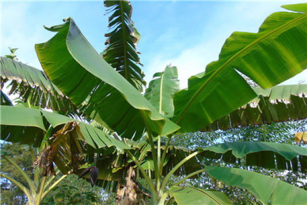 banana tree