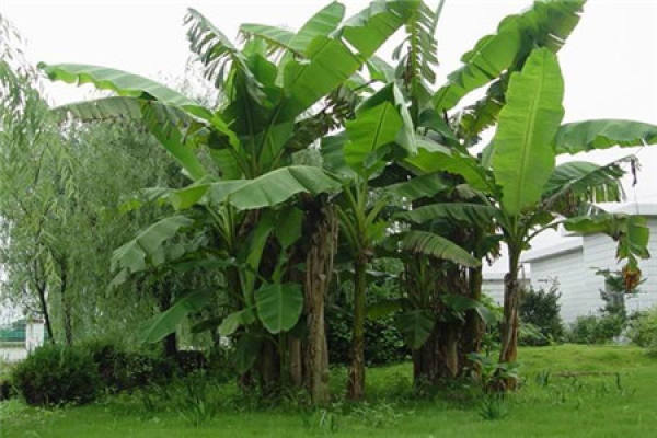 banana tree
