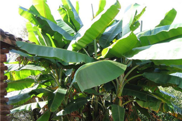 Banana Tree