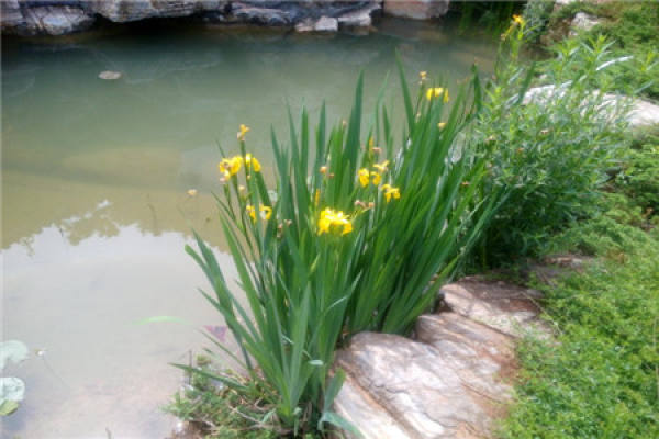 Acorus calamus