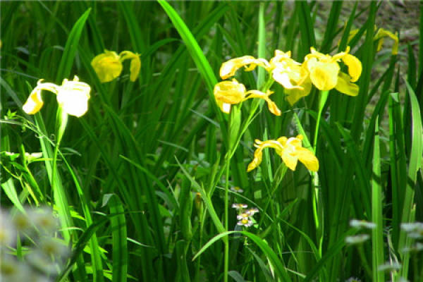 Acorus calamus