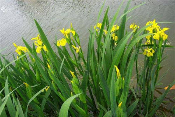 Iris pseudacorus
