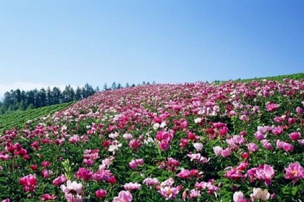 Camellia
