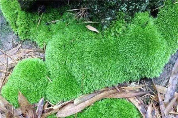 white hair moss