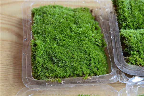 white hair moss