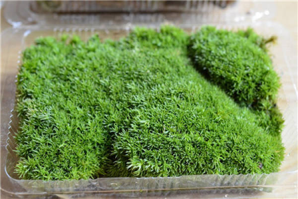 Leucobryum