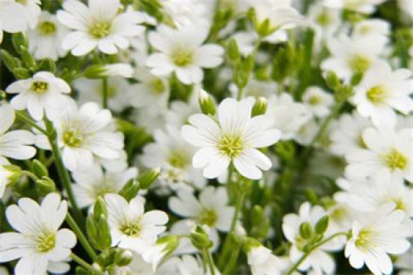 Summer Snow Grass