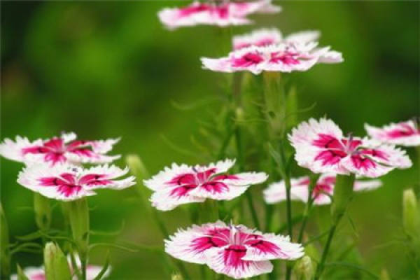 Dianthus chinensis