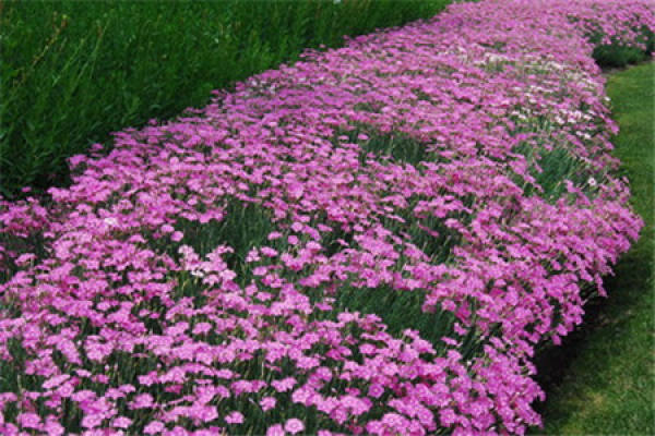 Dianthus chinensis